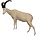Spanish ibex (Art. SO-G-SST1-L)