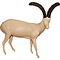 Iberian ibex (Capra pyrenaica)