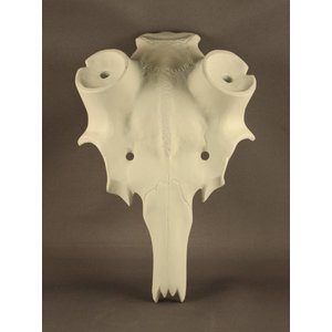 Artificial skull Fallow Deer