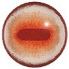 Albino - oval pupil