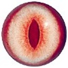 Albino - geschlitzte Pupille