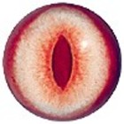 Albino - spleet pupil