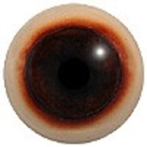 IJsbeer (Ursus maritimus)