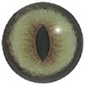 Katze / Hauskatze (Felis catus)