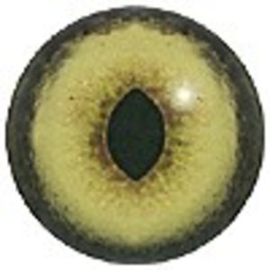 Europäischer Luchs (Lynx lynx)