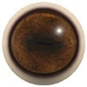 Moschusochse (Ovibos moschatus)