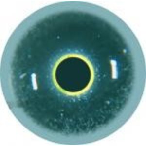 Kormoran (Phalacrocorax carbo)