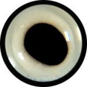 Maskentaube (Columba maculosa)