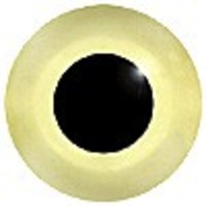 Dünnschnabelmöwe (Chroicocephalus genei / Larus genei)