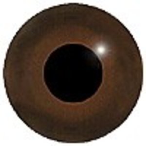 Graugans (Anser anser)