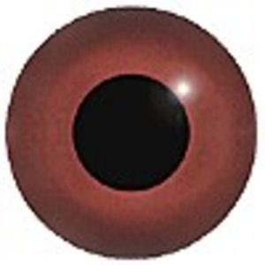 Rötelpelikan (Pelecanus rufescens)