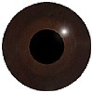 Tundra swan (Cygnus bewickii)