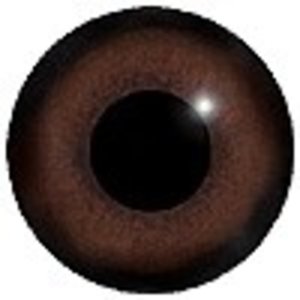 Mönchsgeier (Aegypius monachus)