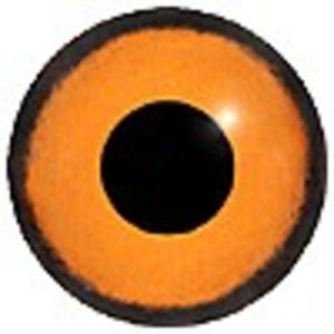 Nilgans (Alopochen aegyptiaca)