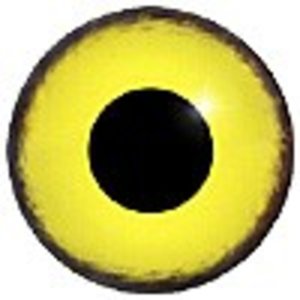 Zeearend (Haliaeetus albicilla)