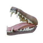 Jaw sets and tongues