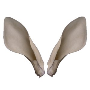 Oryxantilope - Ohrverstärker