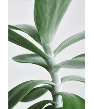 Paper Collective Print Green Home 04 30x40