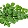 Moringa blad thee Biologisch | losse thee kopen Moringa blad thee Biologisch | losse thee kopen