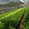 Gyokuro Tokiwa Biologisch | losse thee kopen Gyokuro Tokiwa Biologisch | losse thee kopen