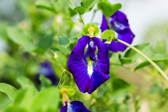 Butterfly pea