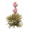 Theebloemen wit/zwart/groen in cadeaudoosjein cadeaudoosje Theebloemen wit/zwart/groen in cadeaudoosjein cadeaudoosje