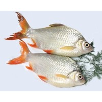 Asean Seas Tinfoil barb 900g Frozen  PLEASE CHOOSE A.M. DELIVERY ONLY