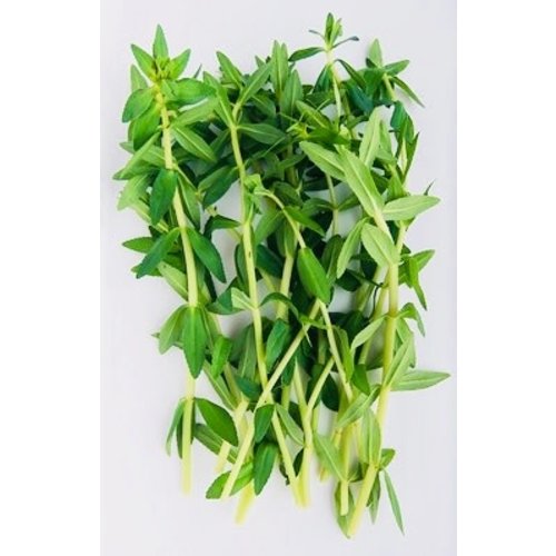 Finger Grass (Pak Kayang) 100g (T2) FRESH- PLEASE CHOOSE NEXT DAY DELIVERY
