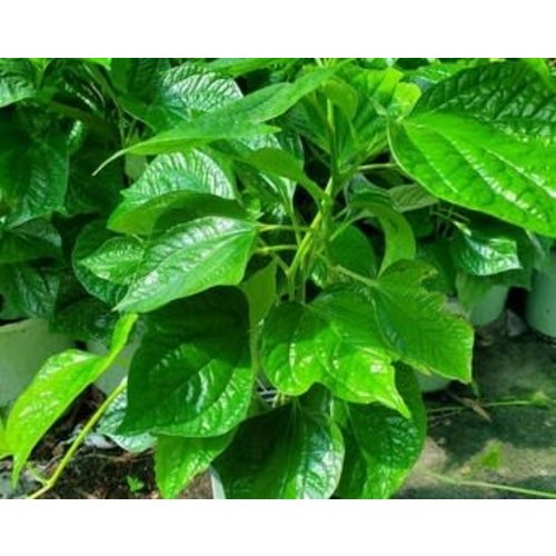 Chapu Leaves 100g (TT) PLEASE CHOOSE NEXT DAY DELIVERY  ONLY