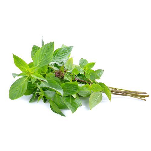 Sweet Basil (Thai Basil) ใบโหระพา 100g T2