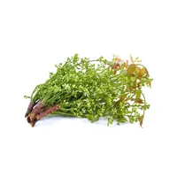 Margosa Flower - ดอกสะเดา 100g (FRESH) (TT) PLEASSE CHOOSE NEXT DAY DELIVERY  ONLY