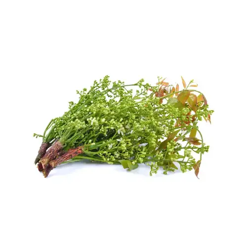 Margosa Flower - ดอกสะเดา 100g (FRESH) (TT) PLEASSE CHOOSE NEXT DAY DELIVERY  ONLY
