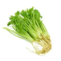 Coriander Root 100g (T2) FRESH- PLEASE CHOOSE NEXT DAY DELIVERY