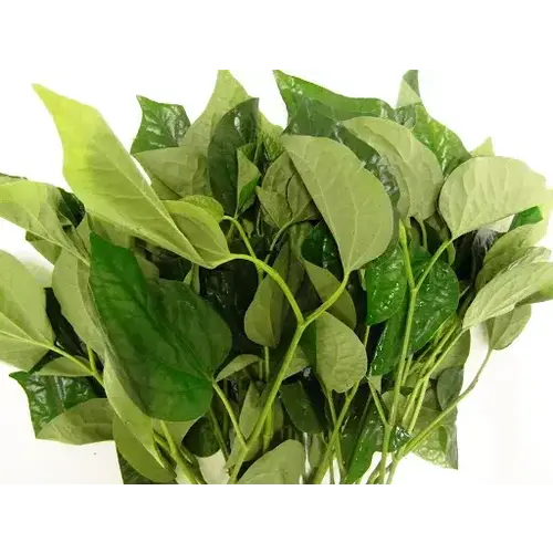 Betel Leaf (Cha Plu) 100g T2