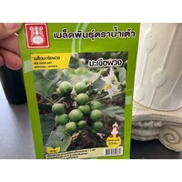 Pea Eggplant Seeds 0.3g