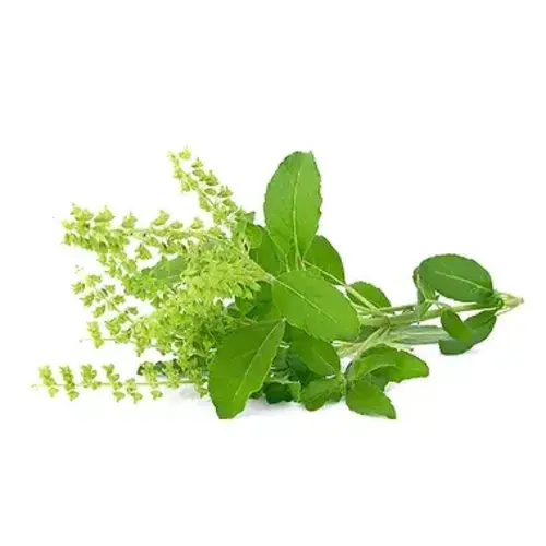 Holy Basil Leaf 100g T2 FRESH - PLEASE CHOOSE THE NEXT DAY DELIVERY