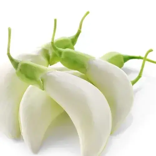 Dok Kae (White Agasta  Flower) 100g T2 FRESH- PLEASE CHOOSE NEXT DAY DELIVERY
