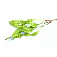 Sator Bean (Unpeeled) Approx  160g TT PLEASE CHOOSE NEXT DAY DELIVERY