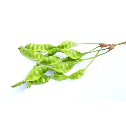 Sator Bean (Unpeeled) Approx  220 - 240g TT PLEASE CHOOSE NEXT DAY DELIVERY