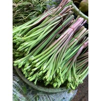 Kanchong - ก้านจอง 100g FRESH- PLEASE CHOOSE NEXT DAY DELIVERY