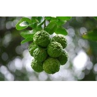 Fresh Kaffir Lime Fruit Approx. 35g- 40g FRESH- PLEASE CHOOSE NEXT DAY DELIVERY