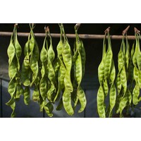 Sator Bean (Unpeeled) Approx 220- 280g T2 FRESH- PLEASE CHOOSE NEXT DAY DELIVERY