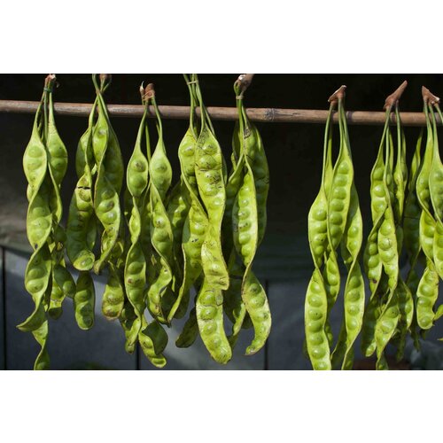 Sator Bean (Unpeeled) Approx 240 - 260g T2 FRESH- PLEASE CHOOSE NEXT DAY DELIVERY