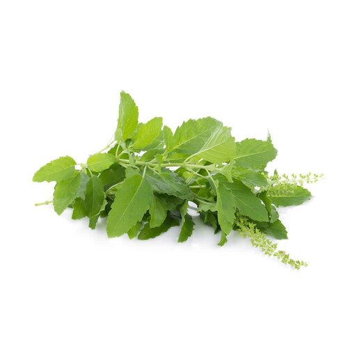 Holy Basil Leaf - ใบกระเพรา   100g TT FRESH - PLEASE CHOOSE THE NEXT DAY DELIVERY