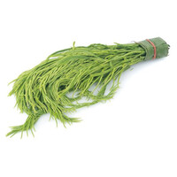 Acacia (Cha Om Leaf) ชะอม 100g (TT) PLEASE CHOOSE NEXT DAY DELIVERY ONLY
