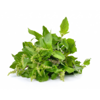 Holy Basil (kaprow) ใบกระเพรา 100g CL (FRESH-PLEASE USE NEXT DAY DELIVERY ONLY)