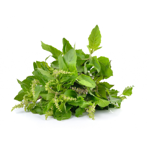 Holy Basil (kaprow) ใบกระเพรา 100g CL (FRESH-PLEASE USE NEXT DAY DELIVERY ONLY)