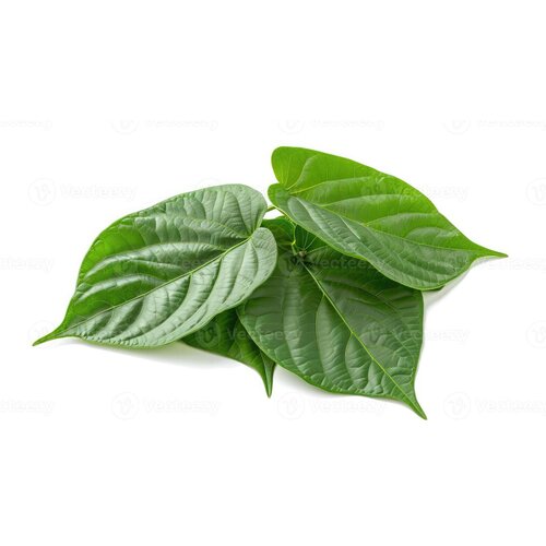 Betel Leaf (Cha Plu) 100g  (H) PLEASE CHOOSE NEXT DAY DELIVERY