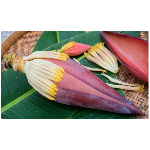 Banana Flower Approx. 1000g-1100g (FRESH - PLEASE CHOOSE NEXT DAY DELIVERY)
