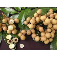 Longan Fruit Approx 500g FRESH- PLEASE CHOOSE NEXT DAY DELIVERY